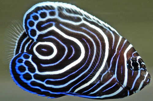 Imperator kejser (Pomacanthus imperator) M-L 8 cm